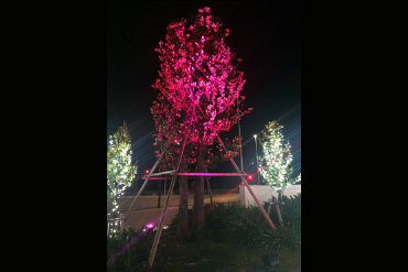 樹木イルミネーション　ピンク